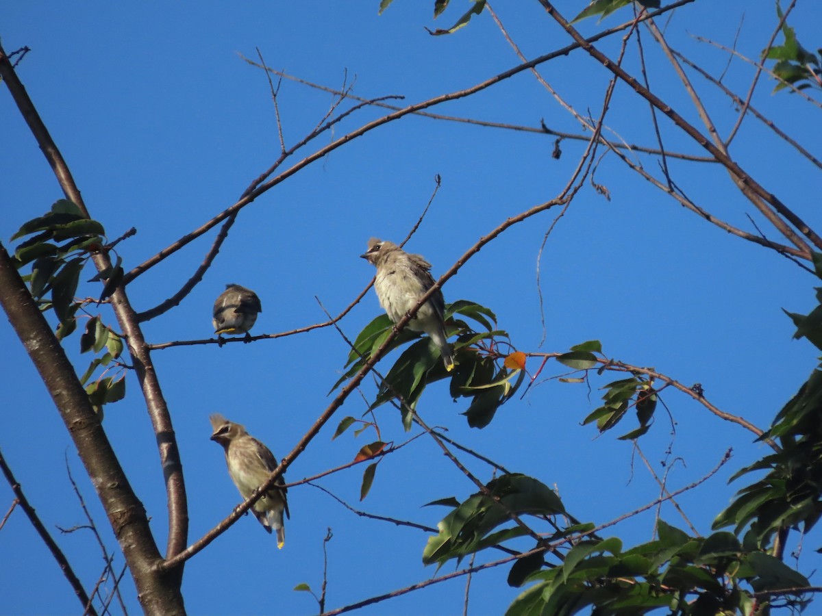 Cedar Waxwing - ML265108701