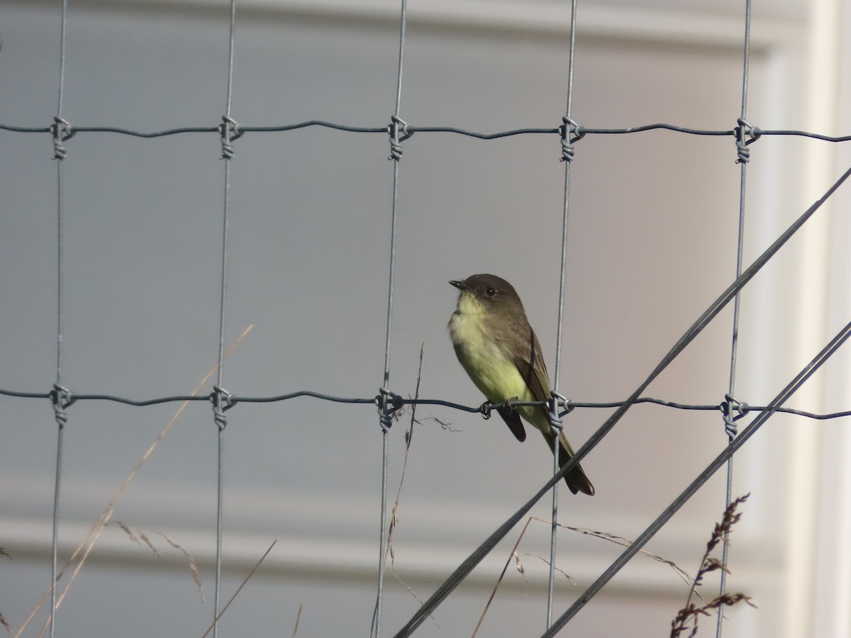 Eastern Phoebe - ML265108921