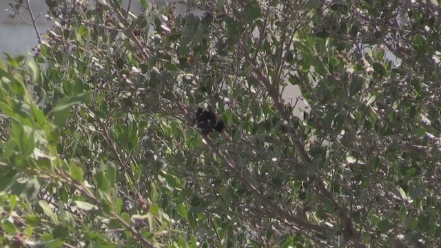 Cuban Bullfinch - ML265109241