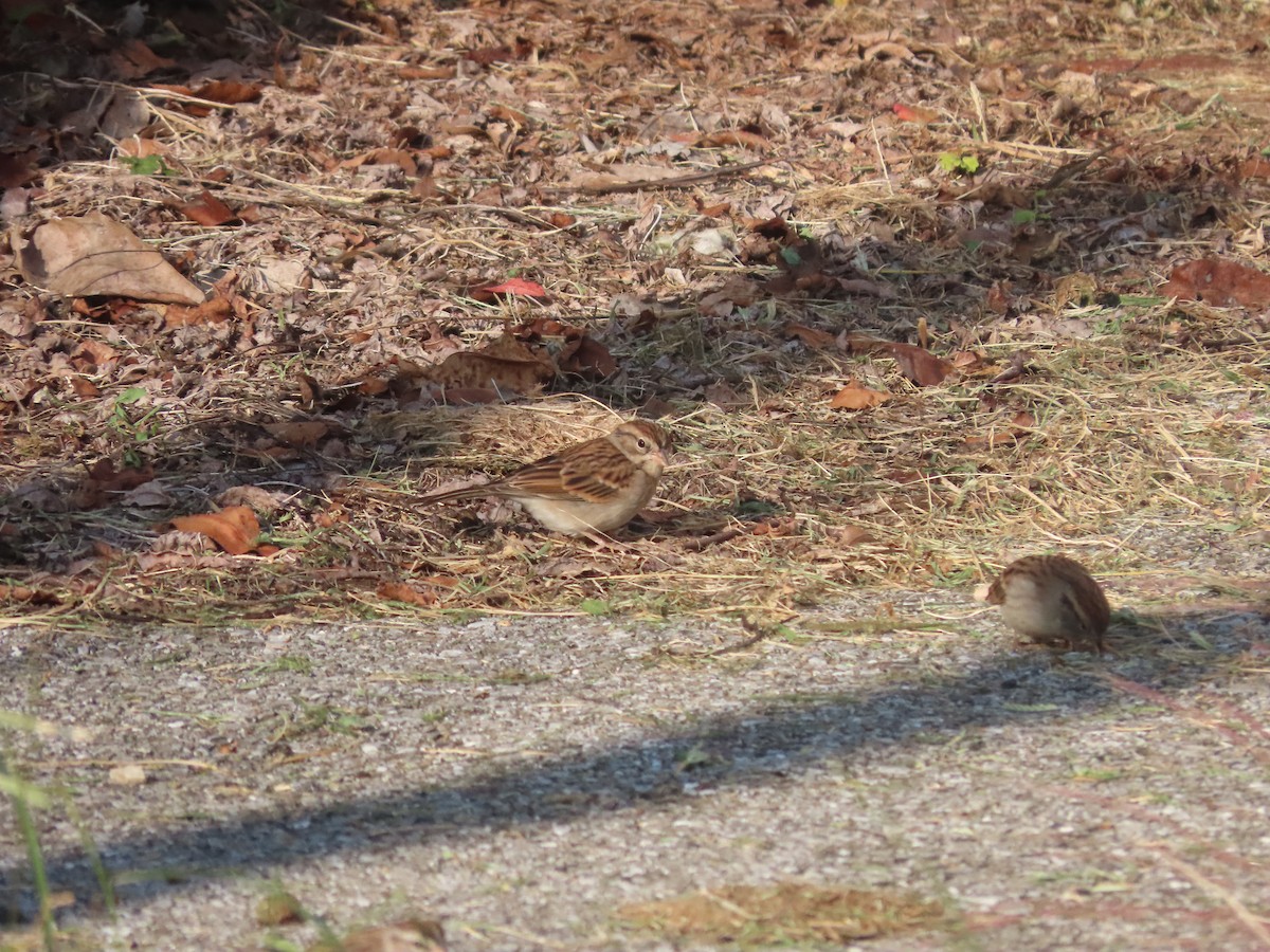 Chipping Sparrow - ML265109451