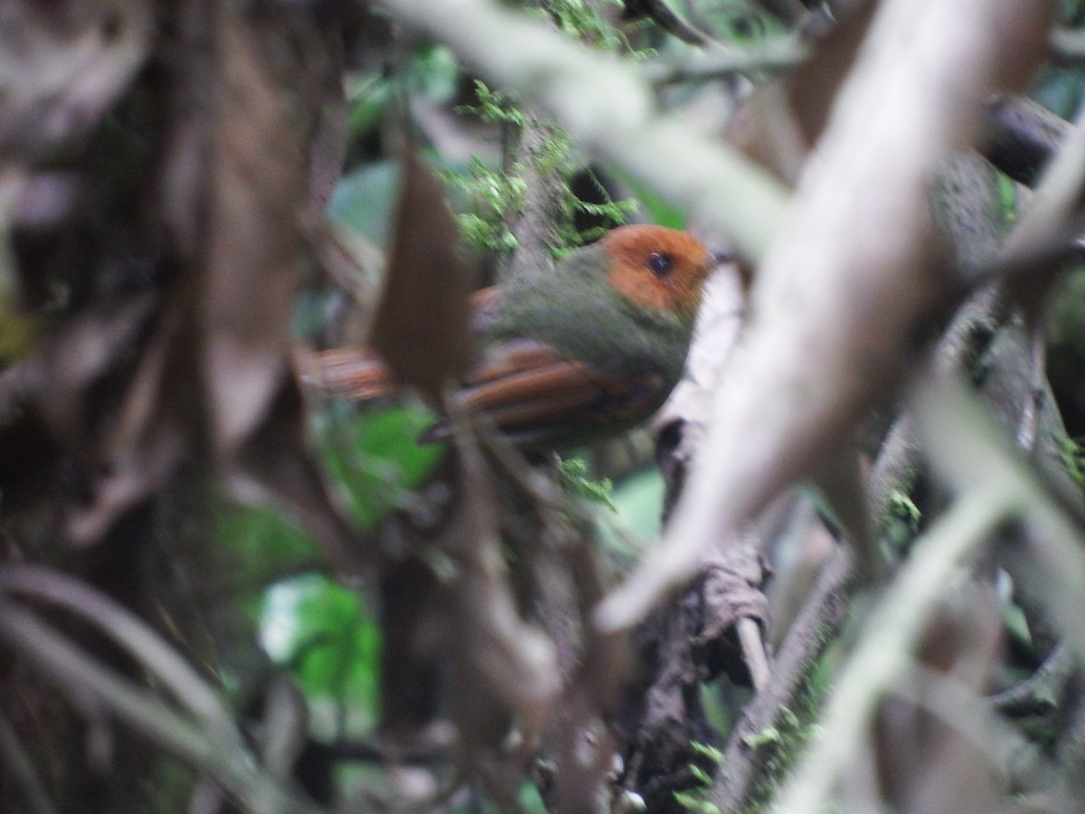 Rufous-headed Pygmy-Tyrant - ML265109661