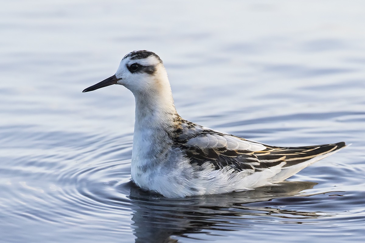 polarsvømmesnipe - ML265111241