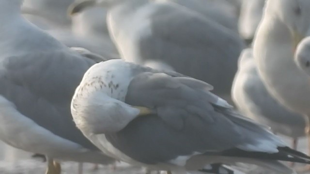 Pallas's Gull - ML265112571