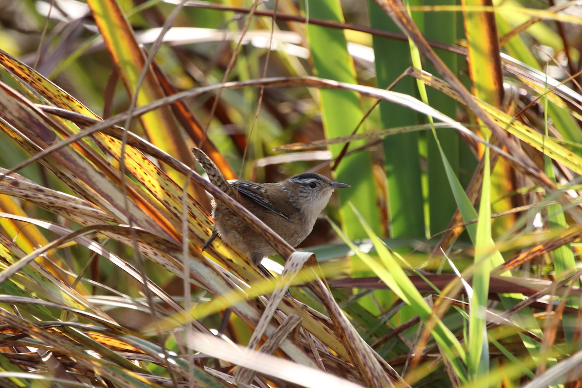 Marsh Wren - Allan Strong