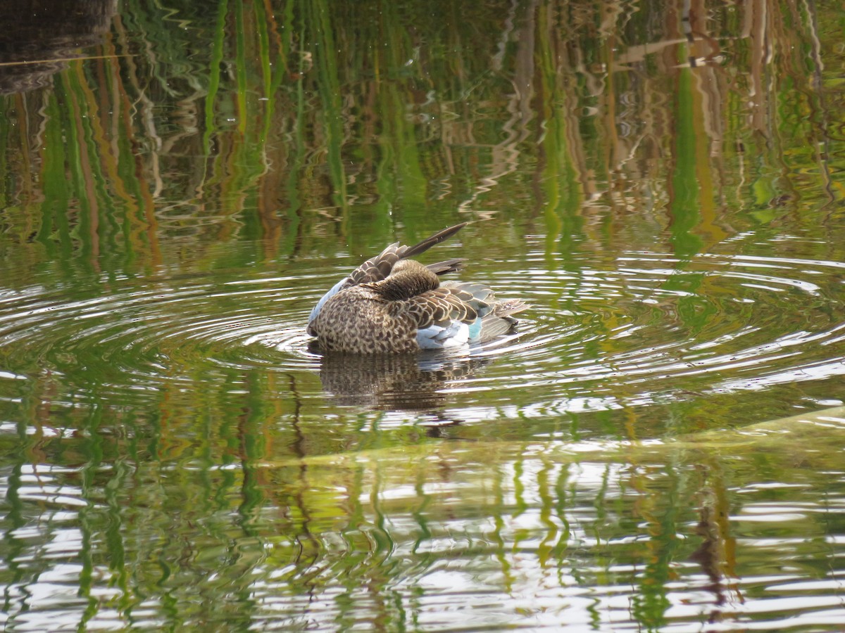 Blue-winged Teal - ML265113301