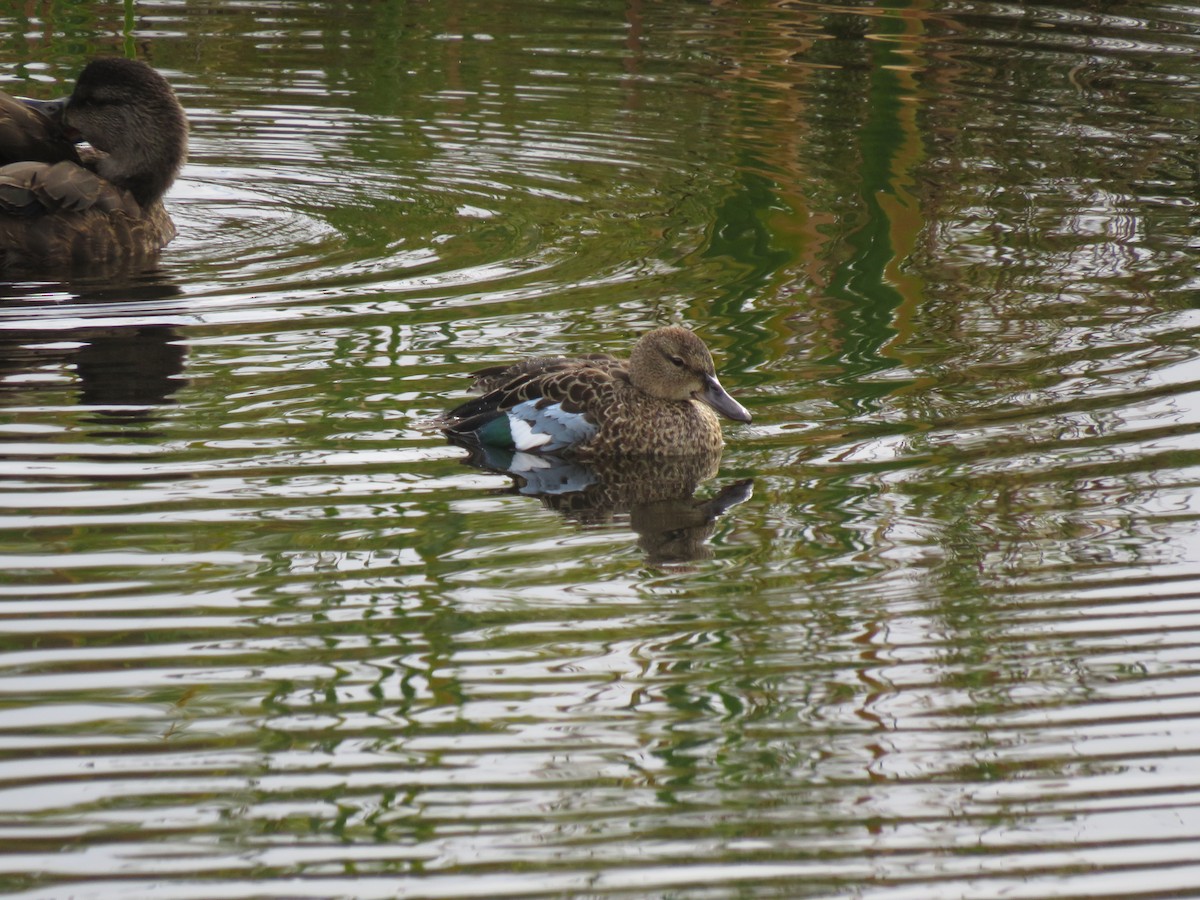 Blue-winged Teal - ML265113311