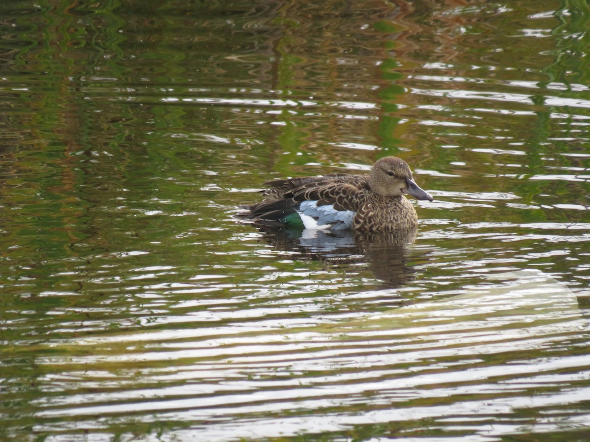 Blue-winged Teal - ML265113341