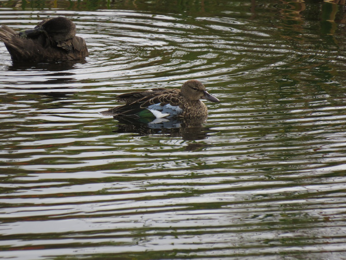 Blue-winged Teal - ML265113351