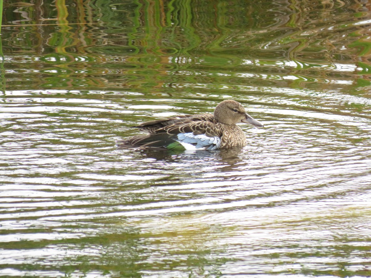 Blue-winged Teal - ML265113401