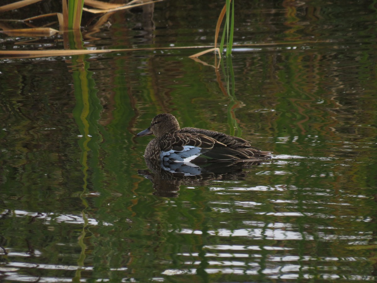 Blue-winged Teal - ML265113411