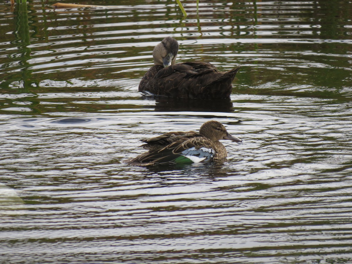 Blue-winged Teal - ML265113421