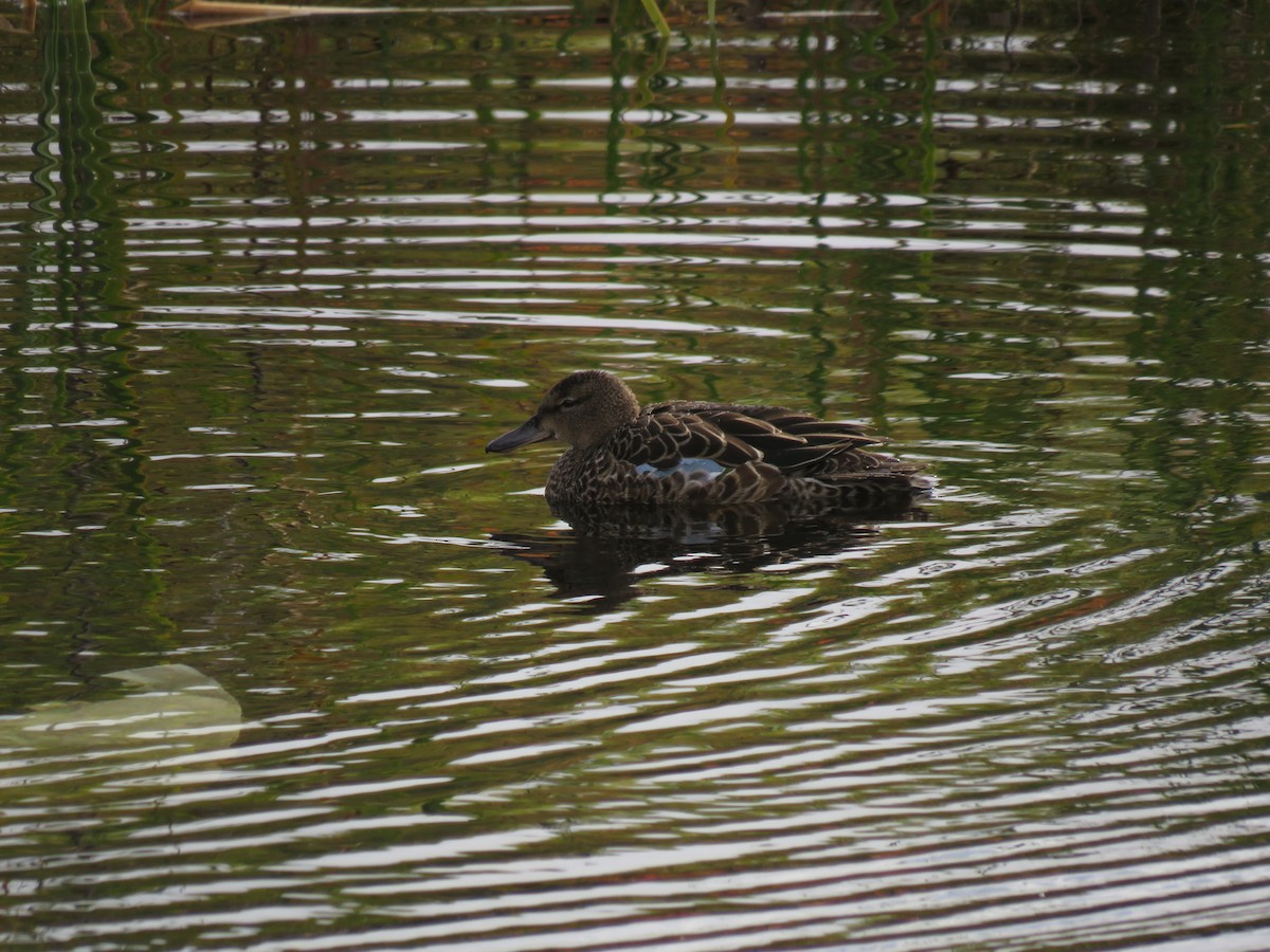 Blue-winged Teal - ML265113541