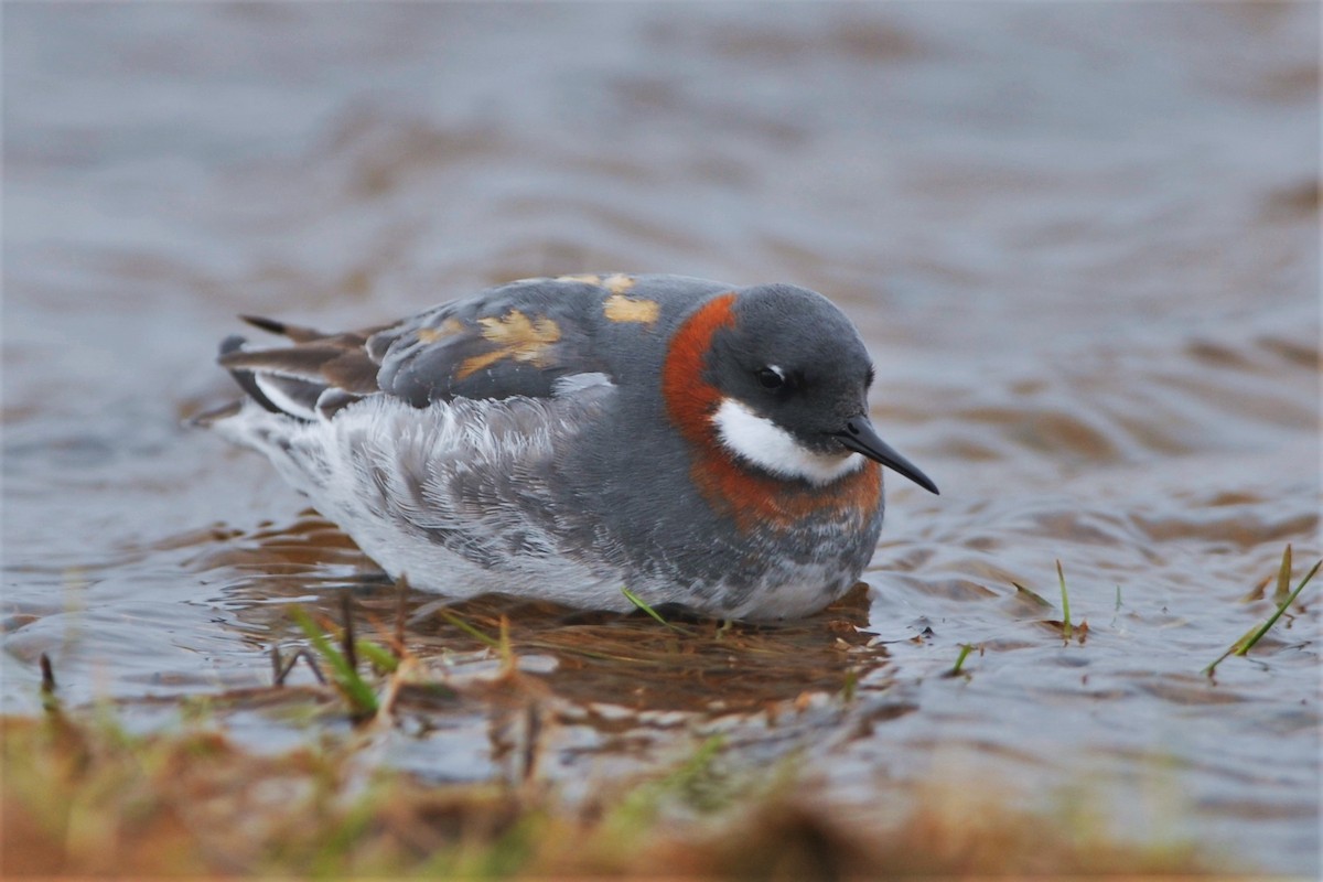 Red-necked Phalarope - David Hollie