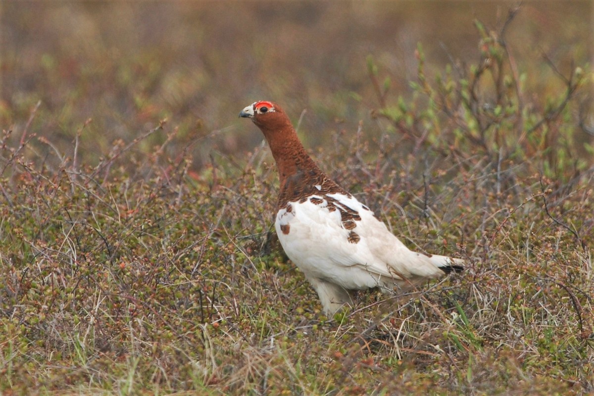 Willow Ptarmigan - David Hollie