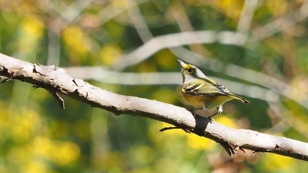 White-eyed Vireo - ML265115891