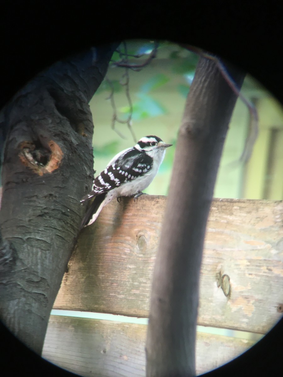 Downy Woodpecker - ML265115901