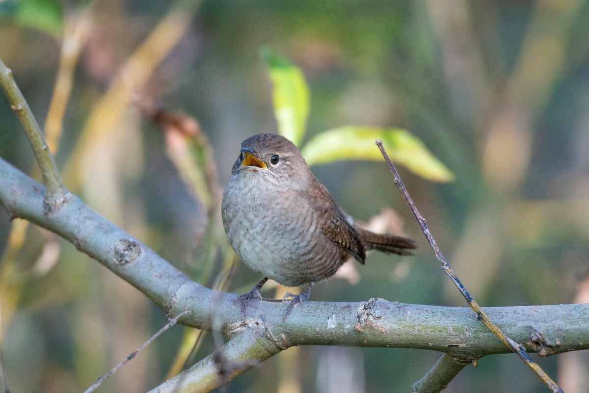 House Wren - ML265117541