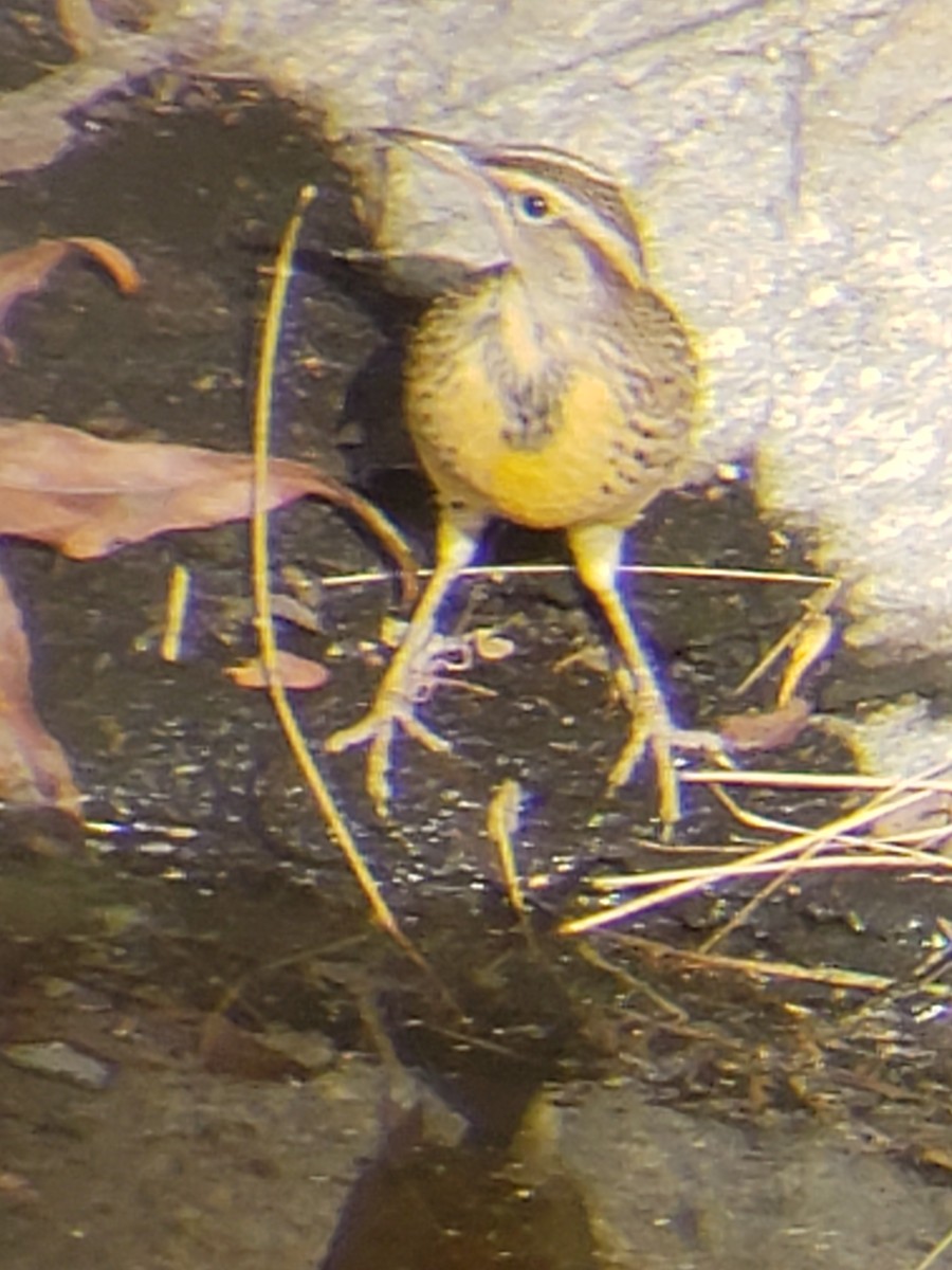 Western Meadowlark - ML265119261