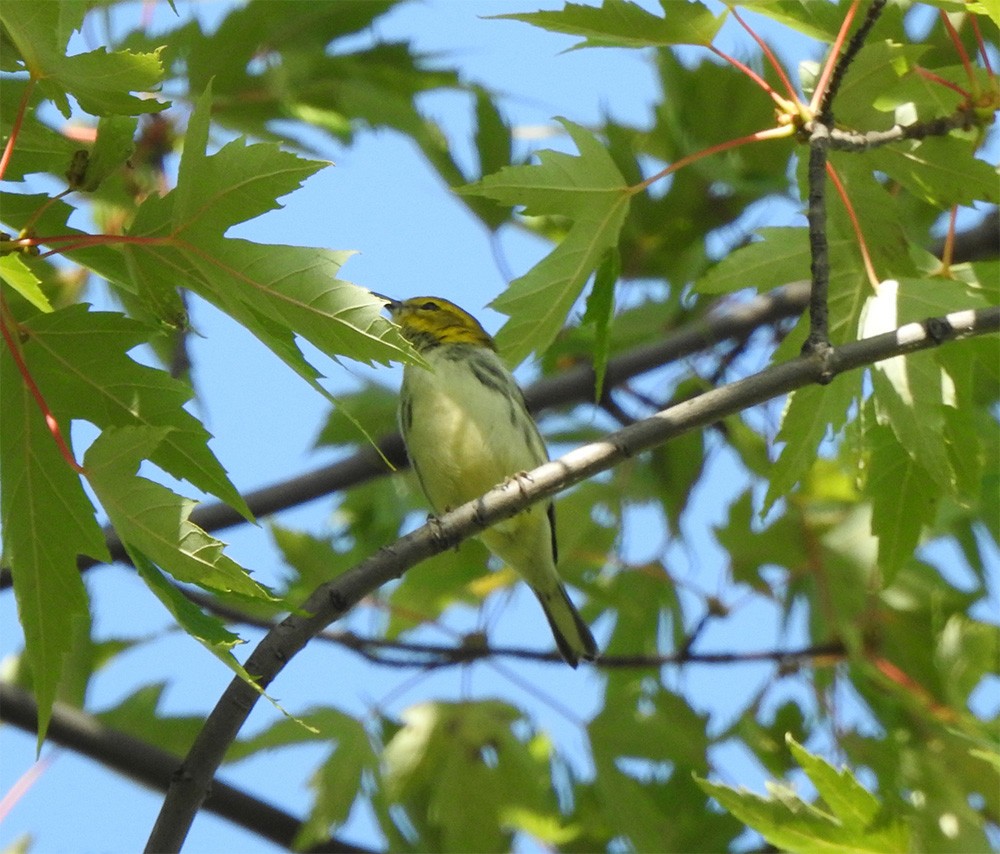 Black-throated Green Warbler - ML265119591