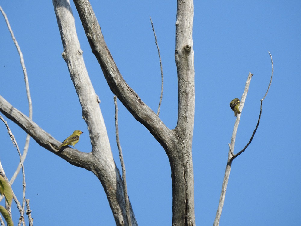 Scarlet Tanager - ML265119621