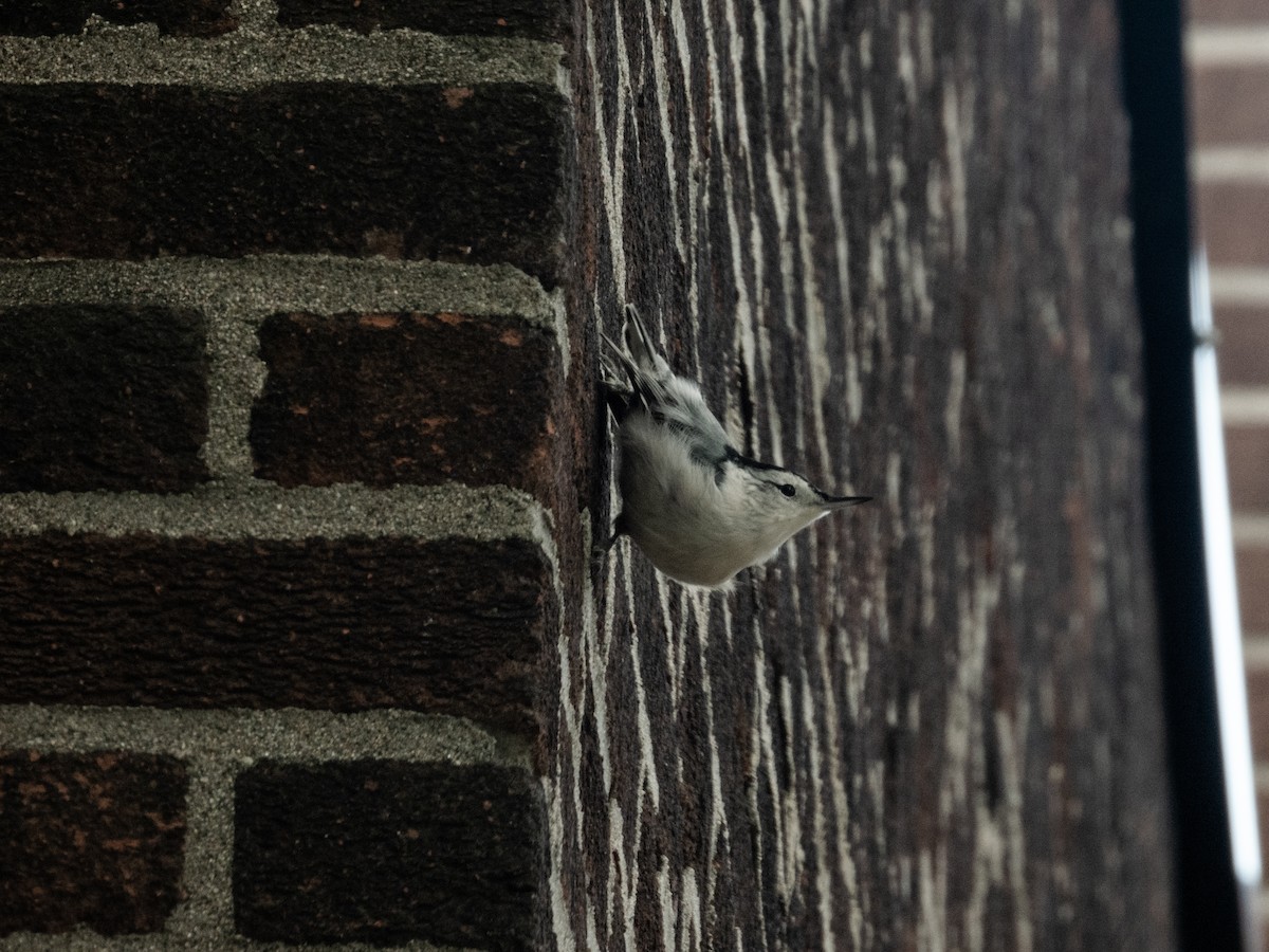 White-breasted Nuthatch - ML265119641