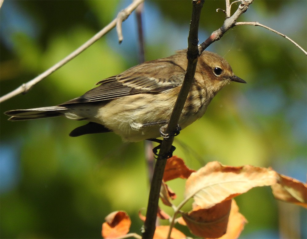 Yellow-rumped Warbler - ML265119741