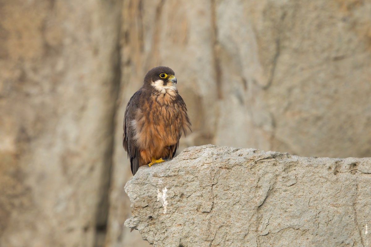 Eleonora's Falcon - Marco Valentini