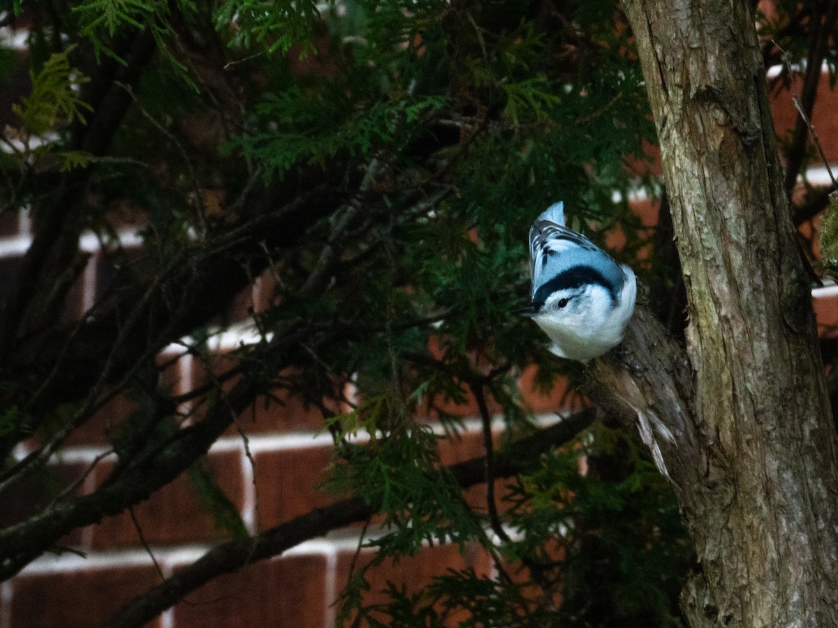 White-breasted Nuthatch - ML265119841