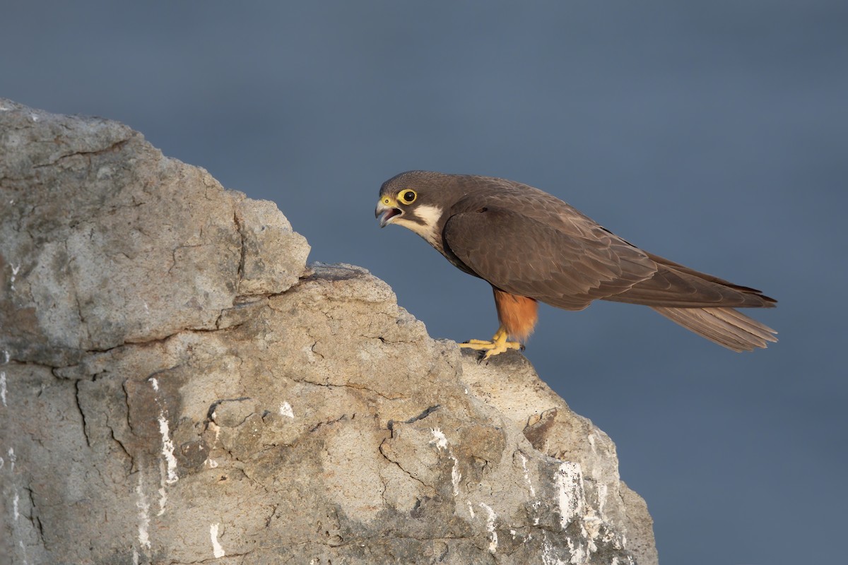 Eleonora's Falcon - ML265119871