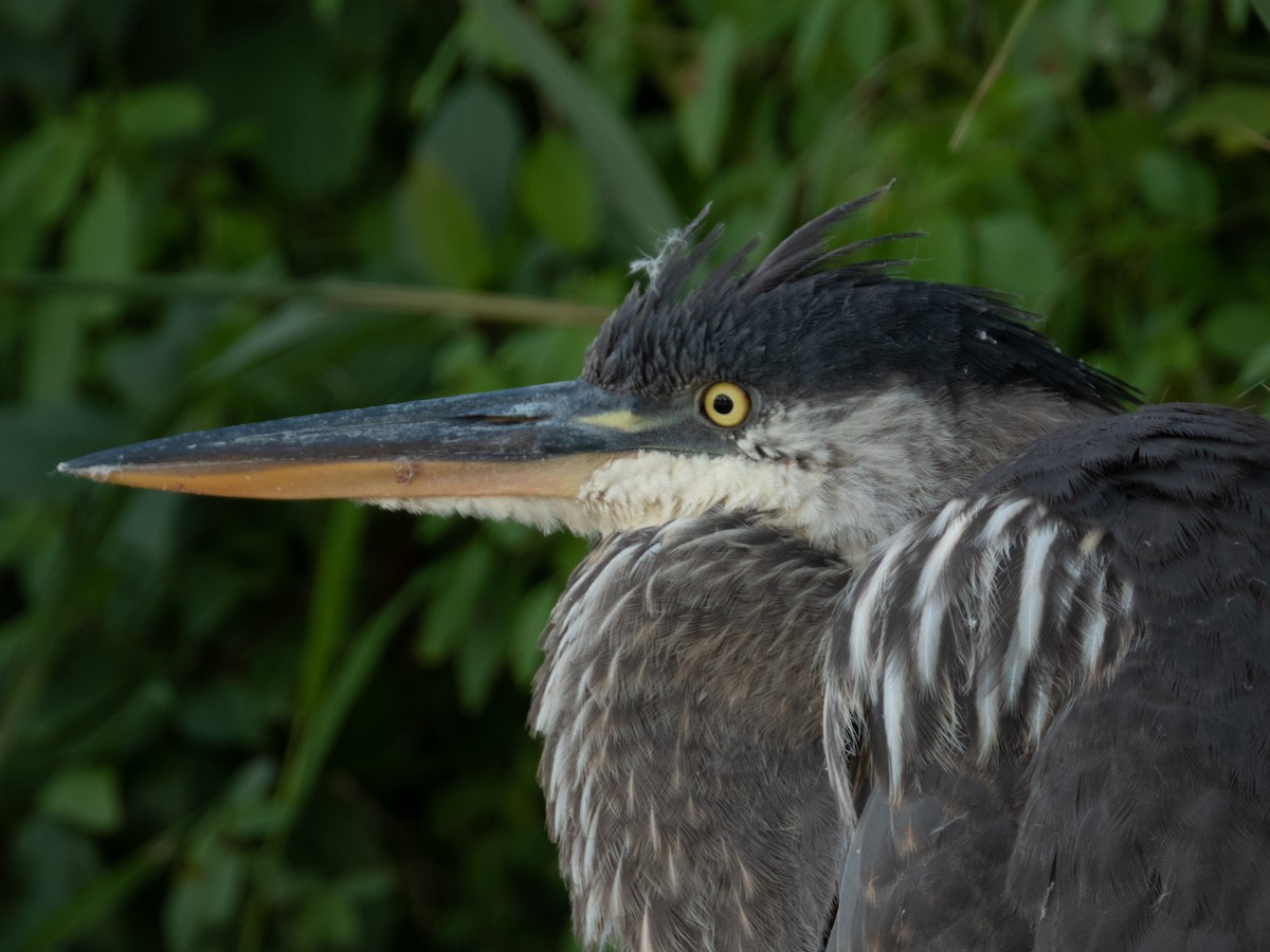 Great Blue Heron - ML265121881