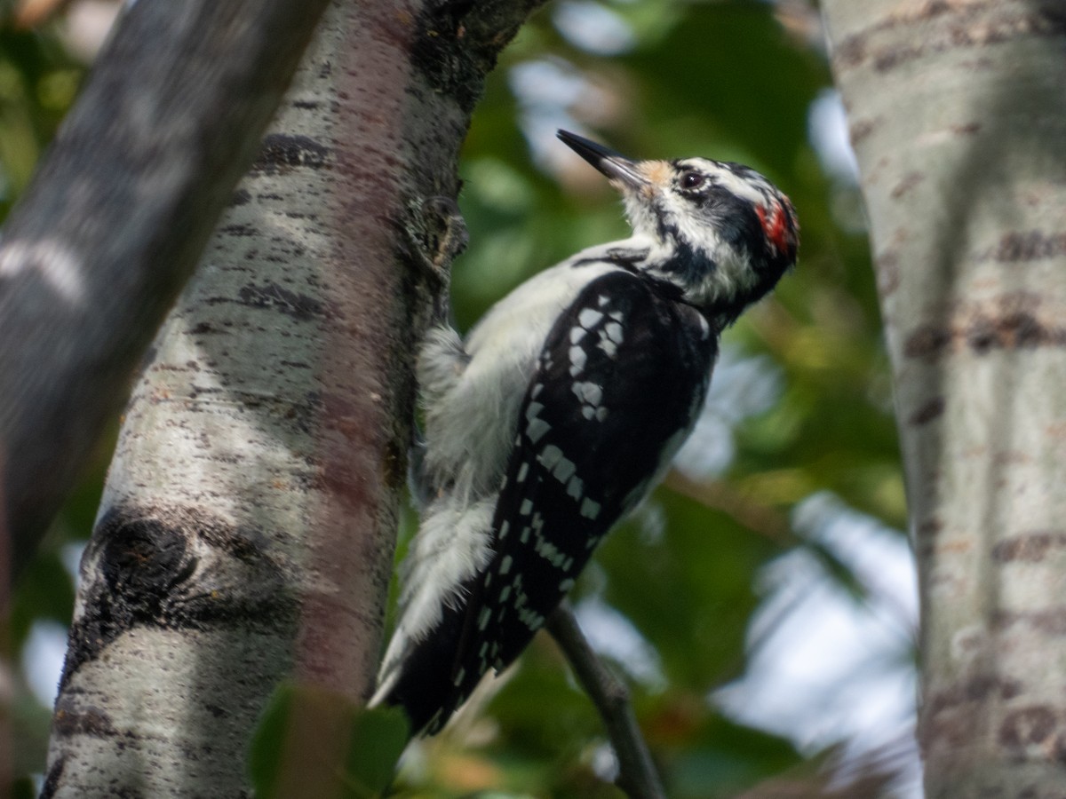 Hairy Woodpecker - ML265122731