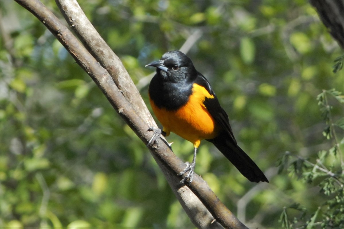 Black-vented Oriole - ML26512311