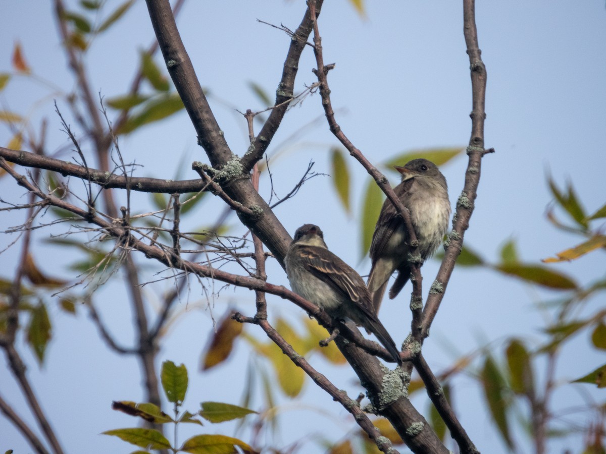 Eastern Wood-Pewee - ML265123801