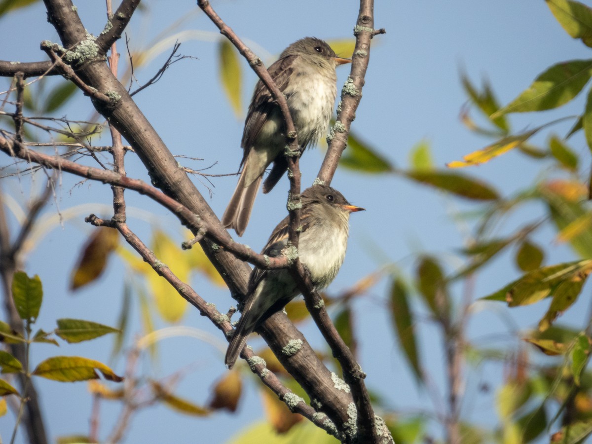 Eastern Wood-Pewee - ML265123831