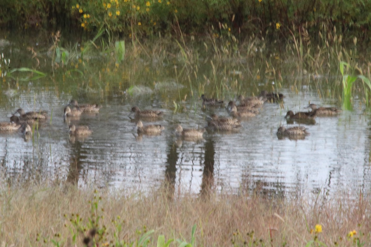 Blue-winged Teal - ML265124741