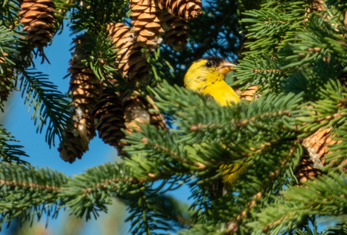 American Goldfinch - ML265126501