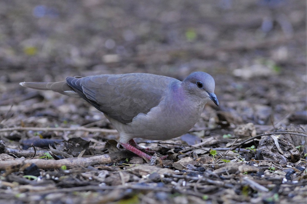 White-tipped Dove - David Hollie