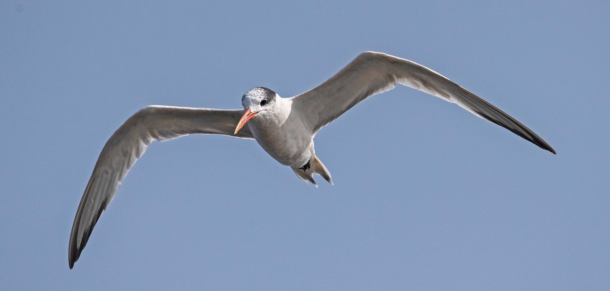 Elegant Tern - ML265126621