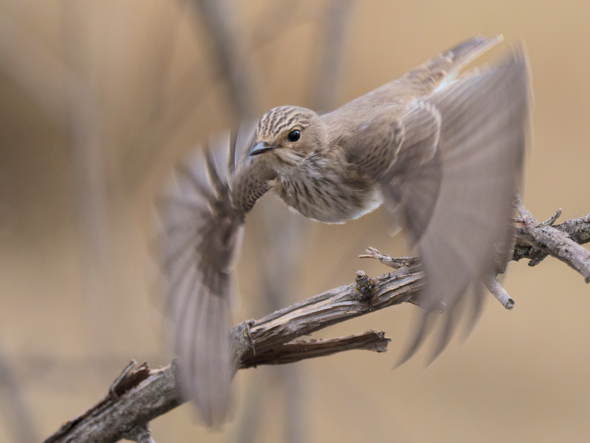 Spotted Flycatcher - ML265126981