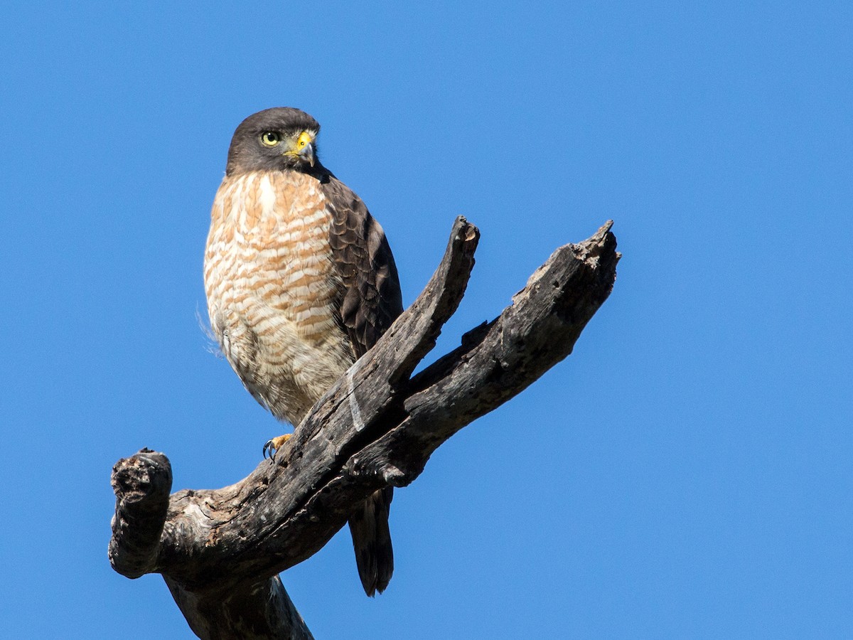 Roadside Hawk - ML265127291