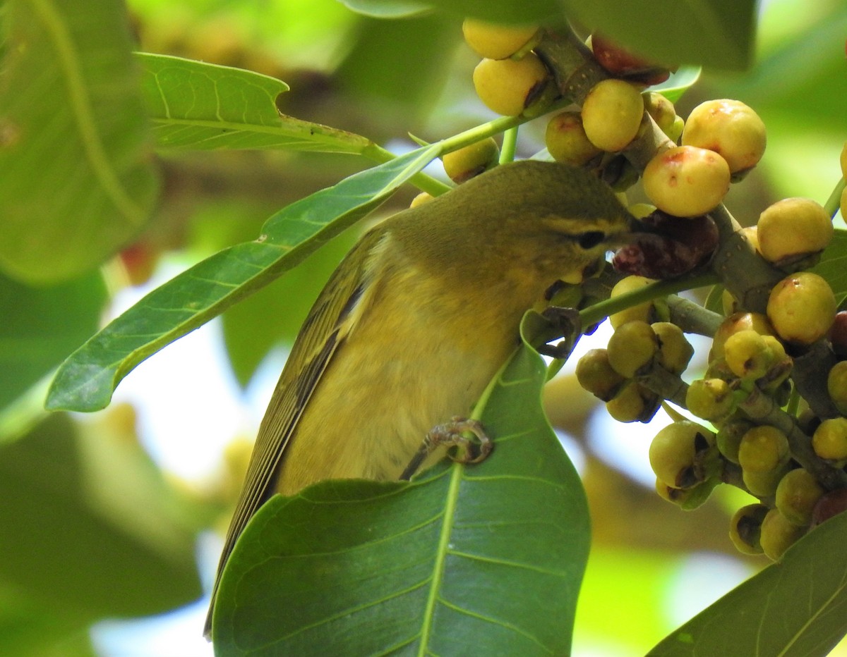 Tennessee Warbler - david gabay