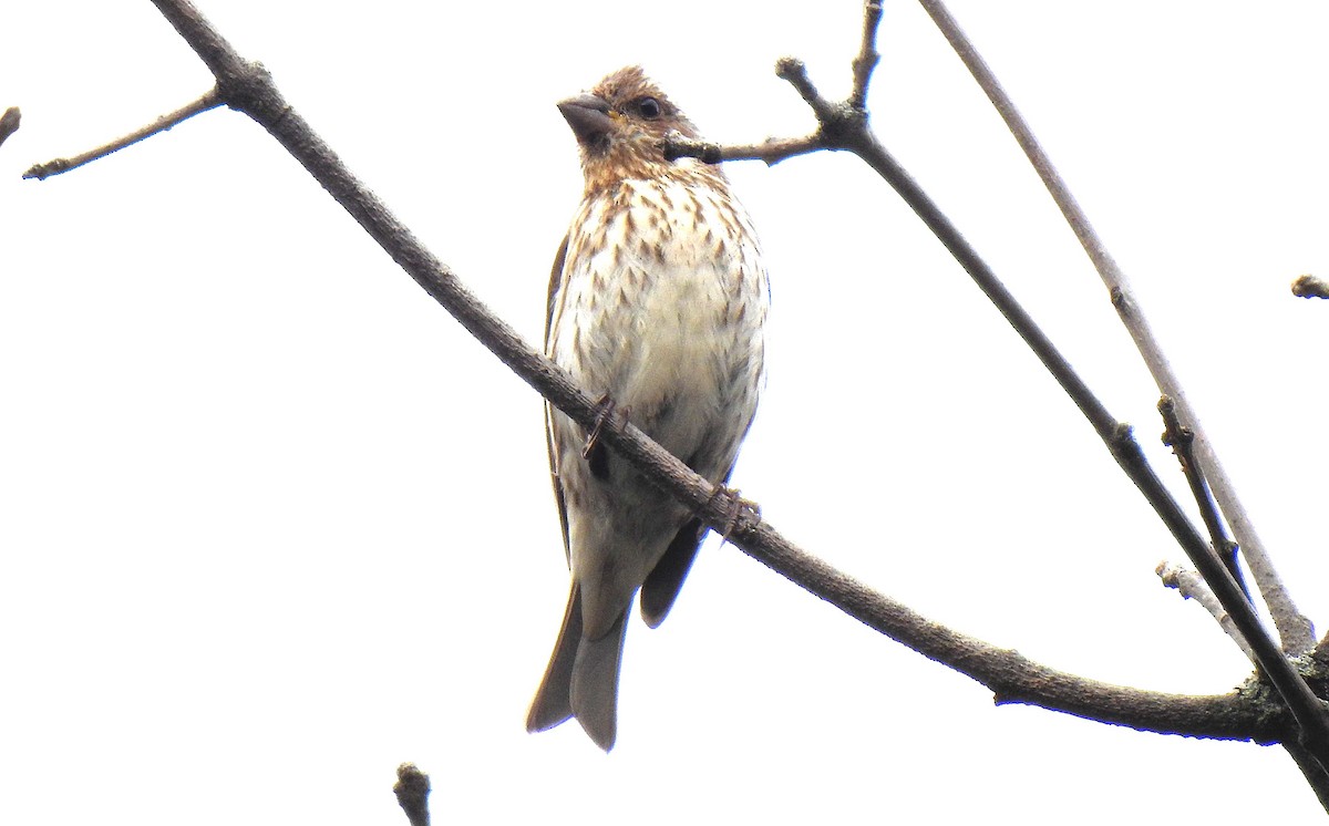 Purple Finch - ML265130181