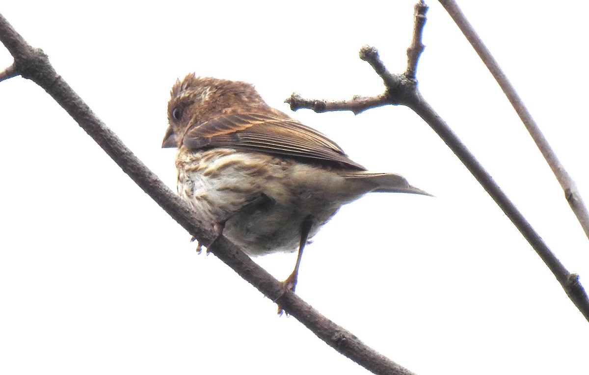 Purple Finch - ML265130191