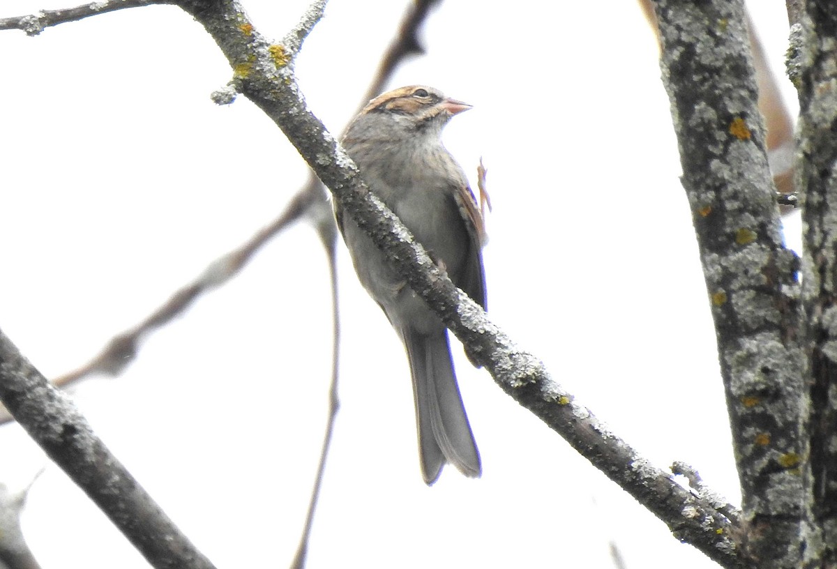 Chipping Sparrow - ML265130231