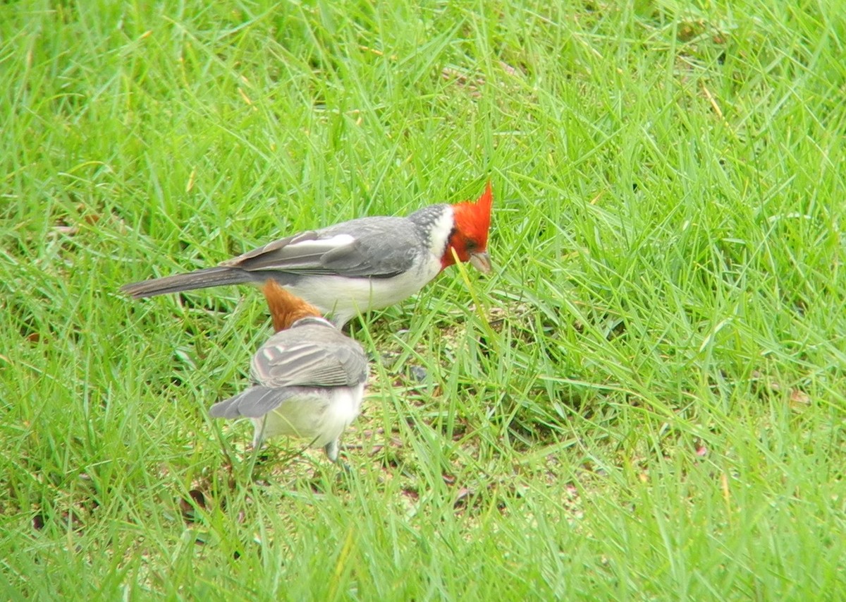 Red-crested Cardinal - Oscar Johnson
