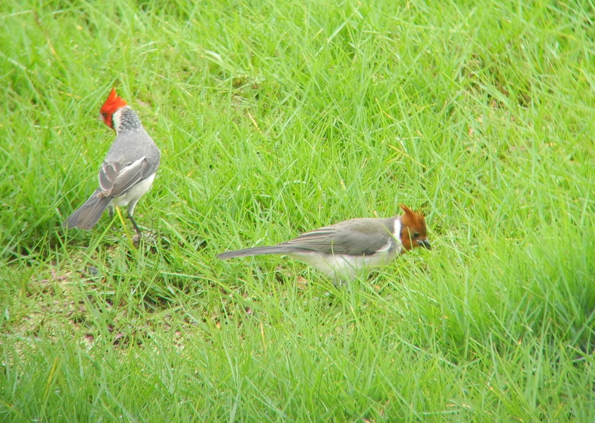 Red-crested Cardinal - Oscar Johnson