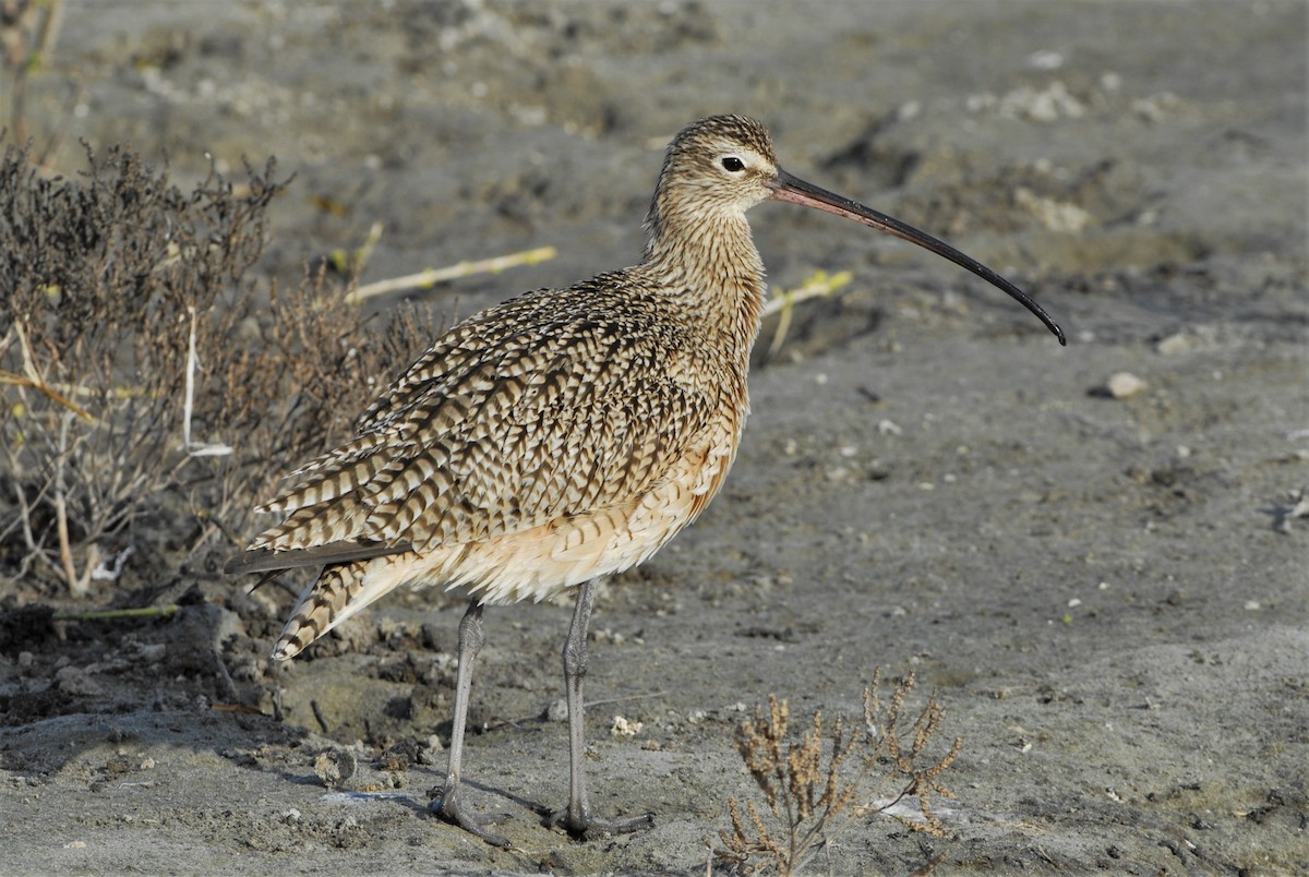 Long-billed Curlew - ML26513191