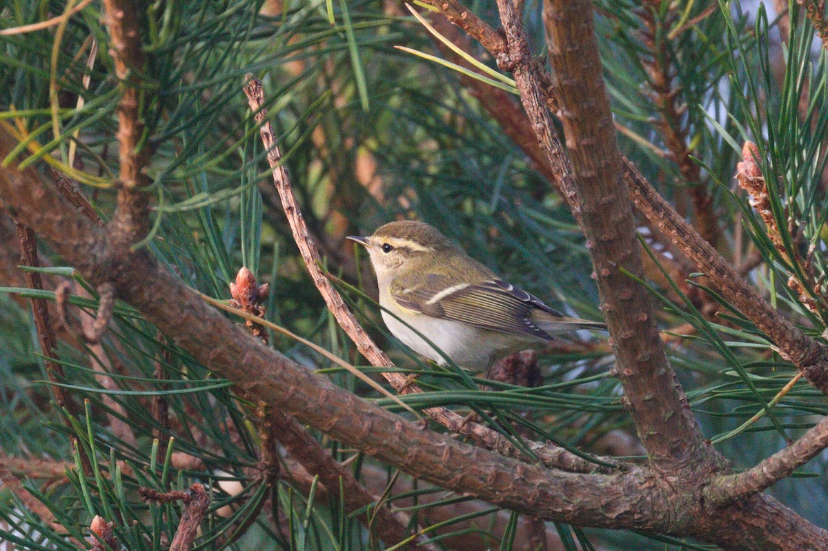 Yellow-browed Warbler - Ric Else