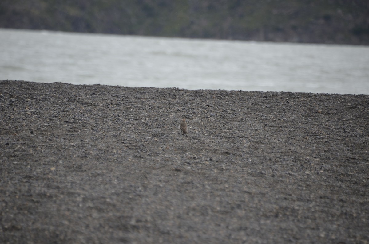 White-browed Ground-Tyrant - José Ignacio Catalán Ruiz