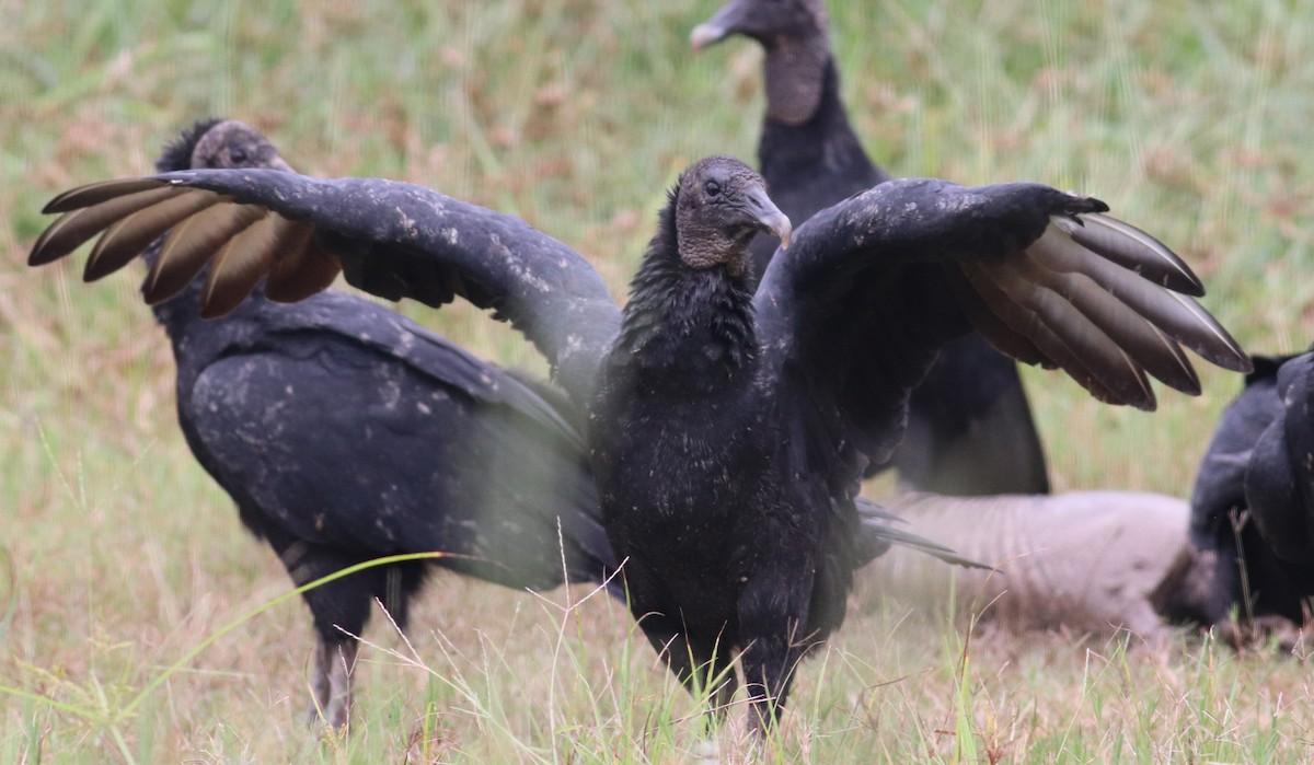 Black Vulture - Mitch Foret